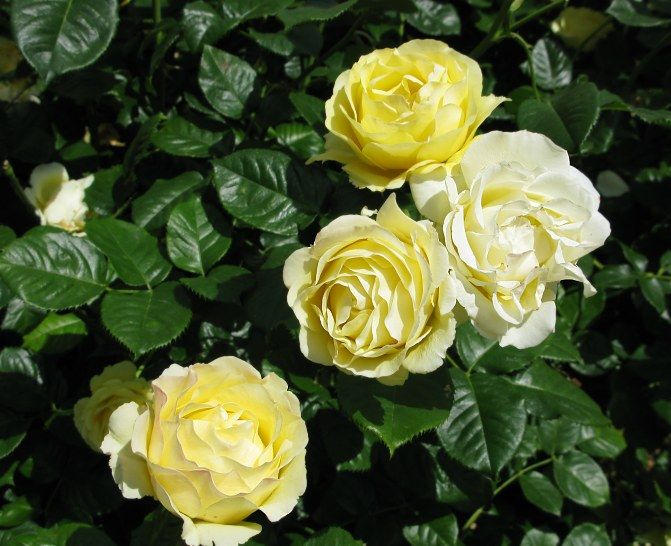  photo WalkingOnSunshineatsjmunigardzaryIMG_1184_zps5aa6d313.jpg